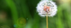 蒲公英种子的播种方法