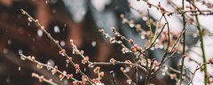 什么花在风雪中开放植物妈妈的办法还有什么