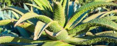 教室里适合放什么绿色植物