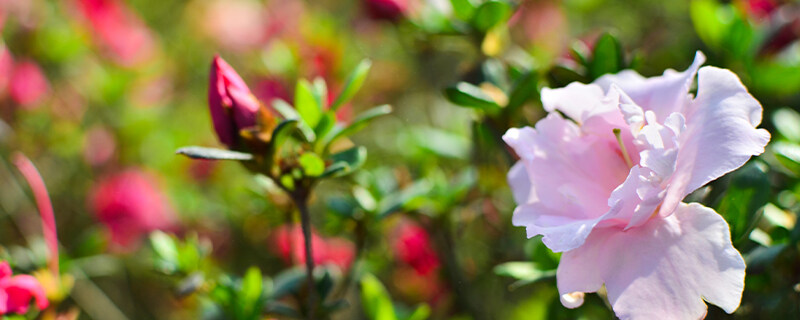 茶花黄叶掉叶怎么回事 茶花黄叶掉叶怎么回事