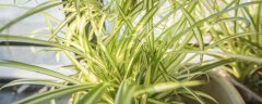 兰花盆栽种植步骤及注意事项