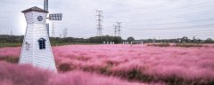 江川粉黛乱子草在哪里