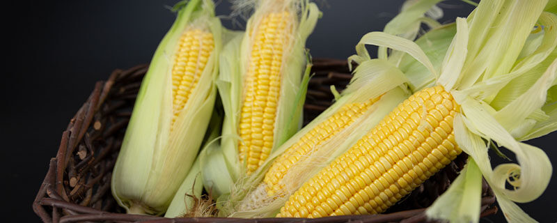 玉米是被子植物吗 玉米是被子植物吗