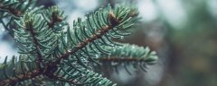 雪松的象征意义和特点