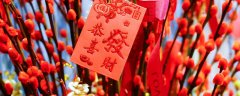 银柳可以放多久