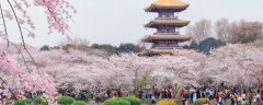 武汉大学樱花是日本人种的吗