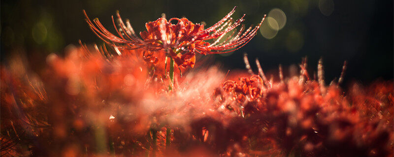地狱花是彼岸花吗 地狱花是彼岸花吗