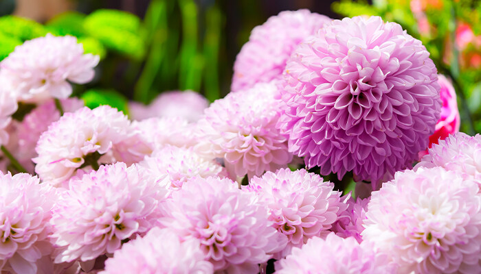 球兰花搭架子还是悬挂 球兰花搭架子还是悬挂