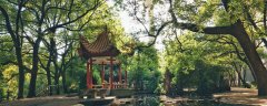 公园里面有什么常见树