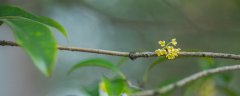 桂花怕冻吗冬天