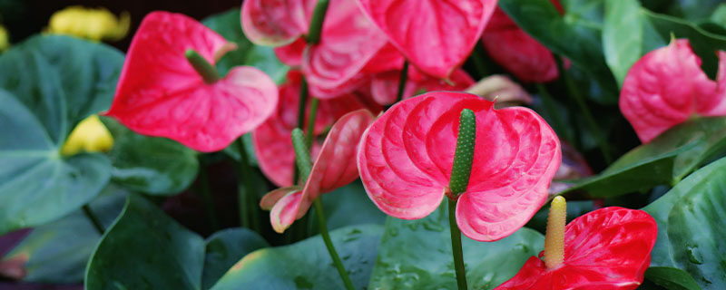红掌什么季节换盆好 红掌什么季节换盆好