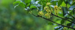 桂花香气的特点