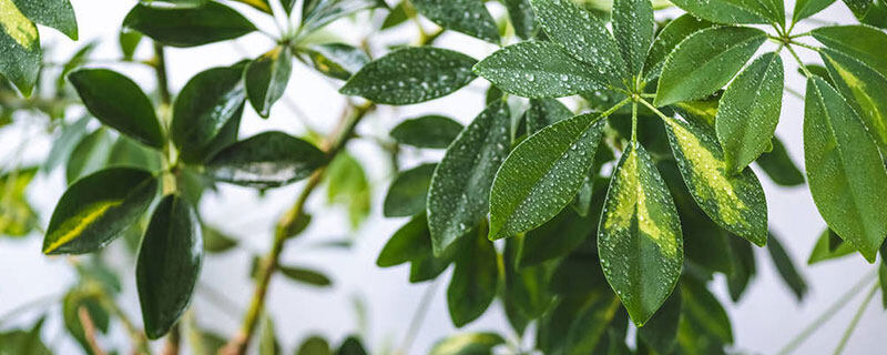 鹅掌柴的寓意和象征 鹅掌柴的寓意和象征
