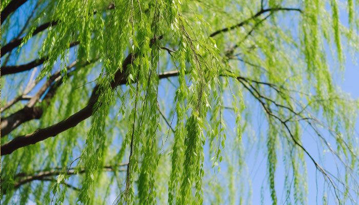 柳树 柳树