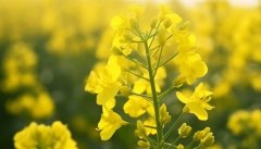 油芥菜
