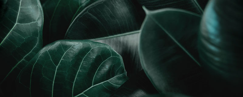 琴叶榕的花语和寓意 琴叶榕的花语和寓意