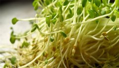 绿豆芽