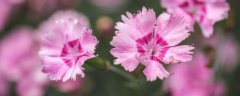 玉簪花什么时候开花