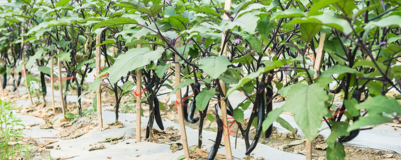 茄子长在树上还是藤上 茄子长在树上还是藤上