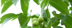 花叶络石怎么养