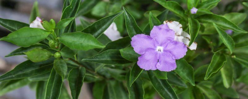 木芙蓉种子怎么种 木芙蓉种子怎么种