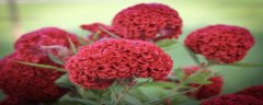 长春花夏天怎么养