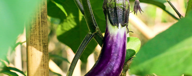 茄子种植技术与管理 茄子种植技术与管理