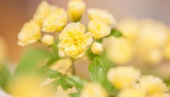 木香花