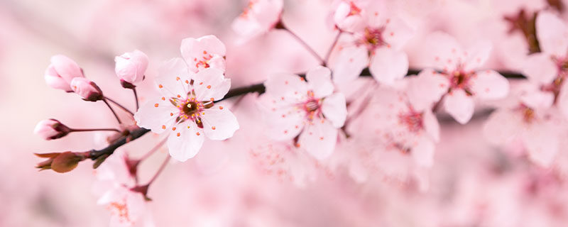 樱花是樱桃树的花吗 樱花是樱桃树的花吗