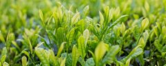 绿茶分几种
