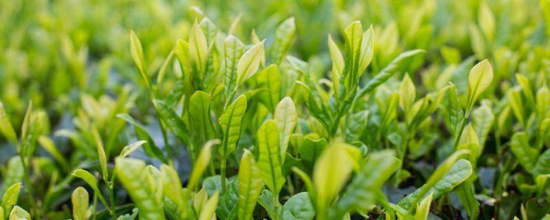绿茶分几种