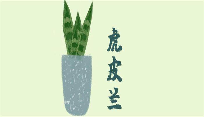 水培虎皮兰的养殖方法和注意事项 水培虎皮兰的养殖方法和注意事项