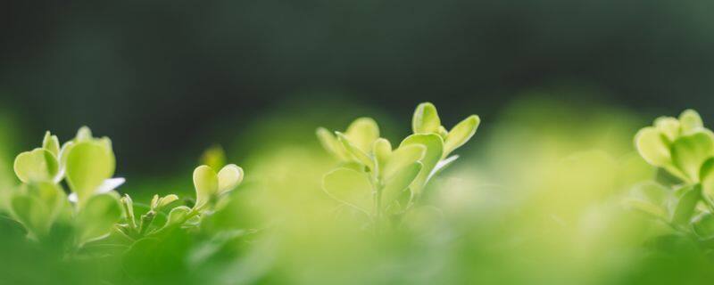 连钱草和金钱草有什么区别 连钱草和金钱草有什么区别