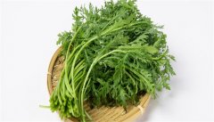 皇帝菜