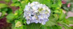 绣球花怎么养