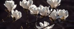 玉兰花是辛夷花吗