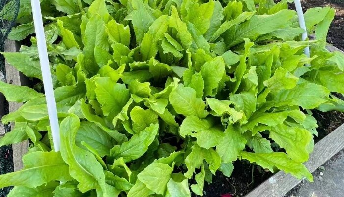 四季香妃油麦菜 四季香妃油麦菜