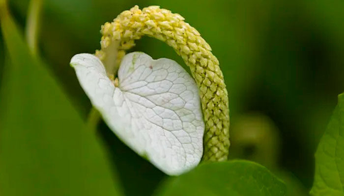 三白草 三白草