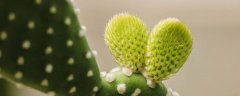 象征坚强勇敢独立的花