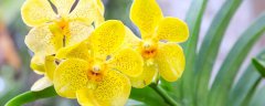 新上盆兰花要阴养多久