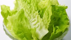 罗马生菜