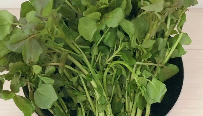 百色西洋菜 百色西洋菜