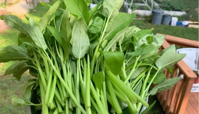 精益福州三梗大叶空心菜 精益福州三梗大叶空心菜