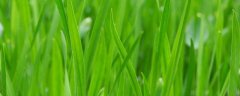 奶奶在邻居家割了把韭菜