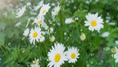 家里没有多菌灵怎么给花消毒