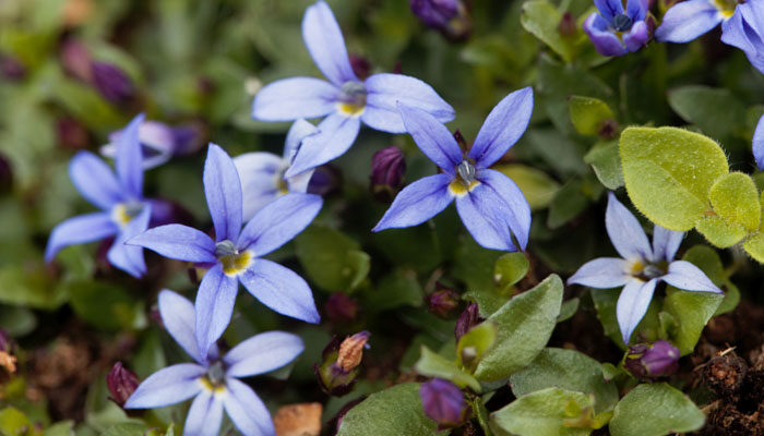 蓝星花 蓝星花