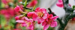 蜡叶杜鹃的繁殖方法