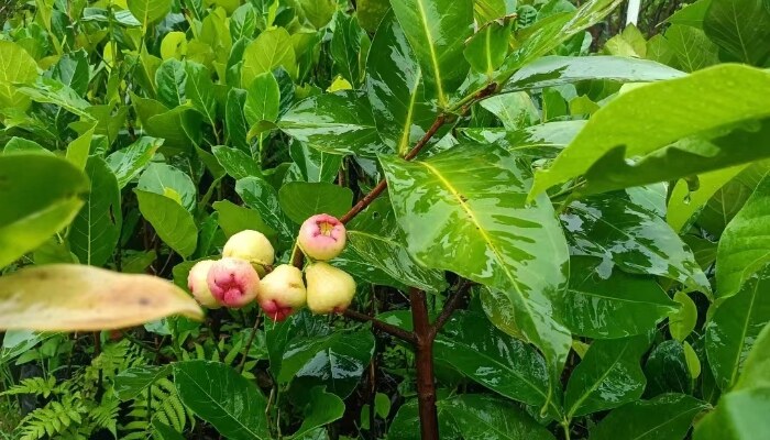 黑糖芭比 黑糖芭比