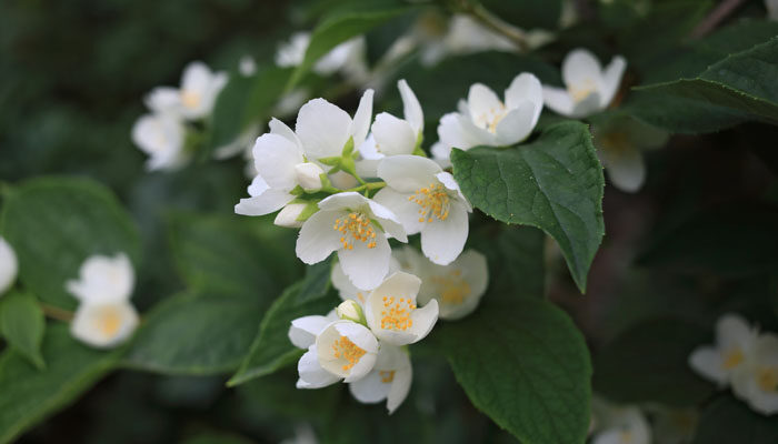 茉莉花盆栽怎么养 茉莉花盆栽怎么养