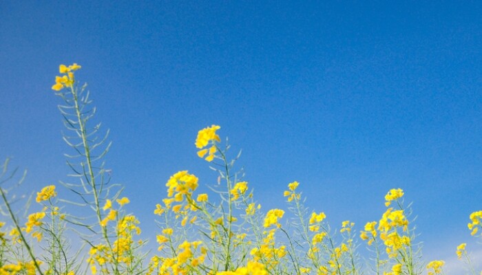油芥菜 油芥菜